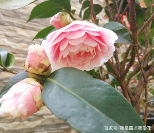茶花苗长得太高？如何巧妙修剪