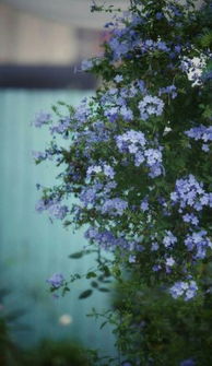 蓝雪花藤：攀爬的浪漫之旅