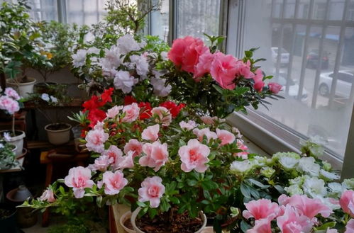 应对夏季高温多湿的种植策略