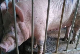 如何有效减少母猪二胎综合征的发生呢？