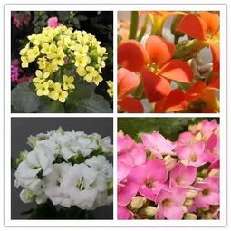 花朵的变色之谜