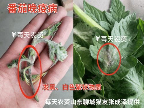 75甲霜灵锰锌的用途