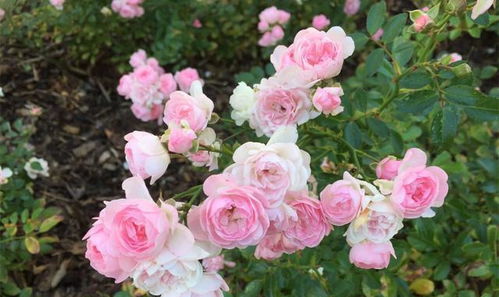 月季花的种类繁多， 繁殖方法各异