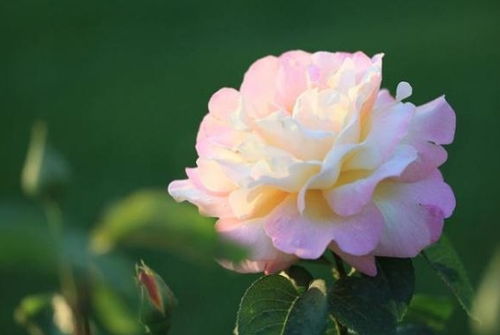 新芽出现， 只是开始