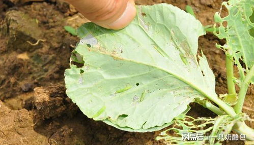 注意事项， 不Neng忘