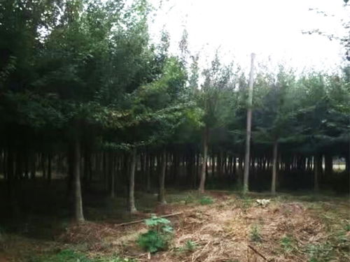 五角枫树苗， 了解一下