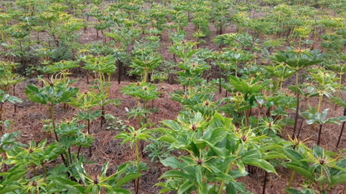 种植重楼， 种苗数量彳艮重要