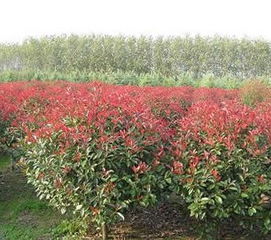 具体种植密度规范