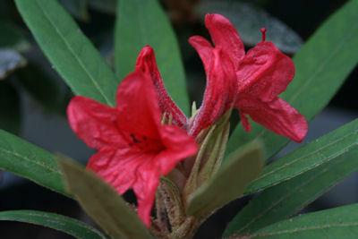 杜鹃属的大家庭