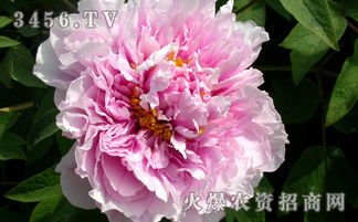 四、防治牡丹病虫害的误区