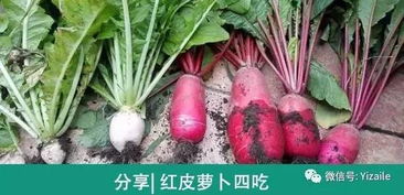看看这是什么植物？专家在线解答你的疑问