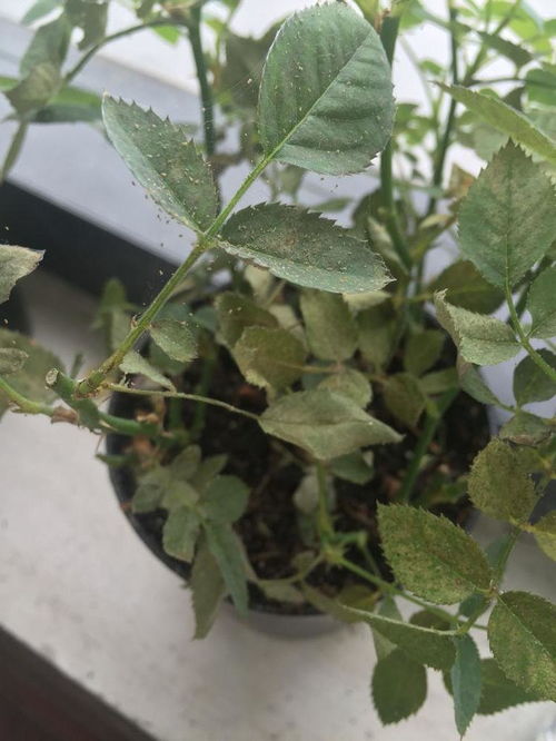 月季常见病虫害大盘点