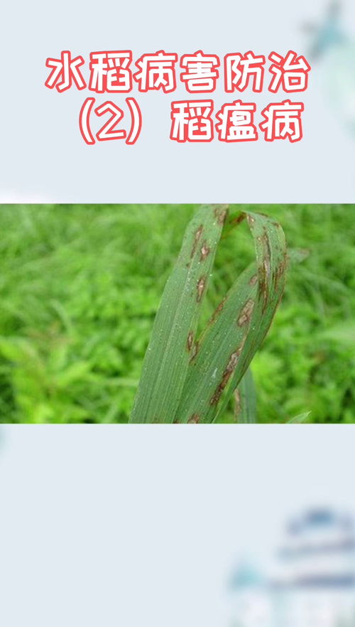 氟环唑稻瘟灵：稻瘟病的克星？成本分析大揭秘
