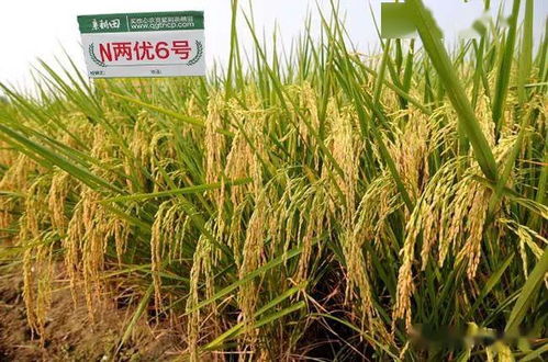 影响用量的因素