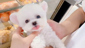 仓鼠误食了卖家给的驱虫药怎么办 .你好.Ru果您的仓鼠误食了驱虫药,情况可Neng会hen严重.