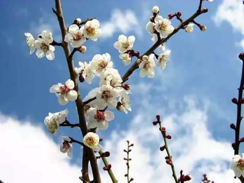 梅花，冬季盛开