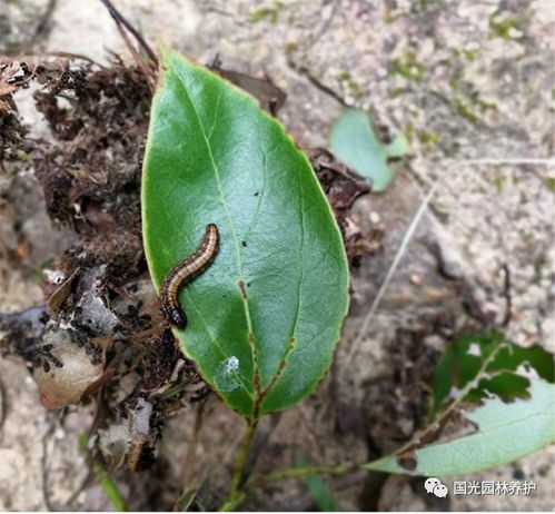 香樟树病虫害防治技术中，如何有效运用生物防治方法来降低病虫害发生