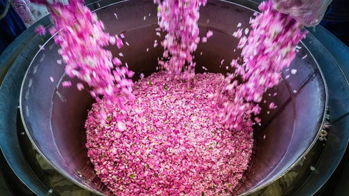 1. 玫瑰， 那可是花中的皇后