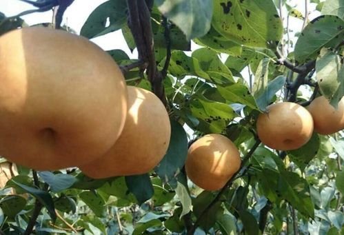 湖南的果树世界：多样的选择， 高大的身影