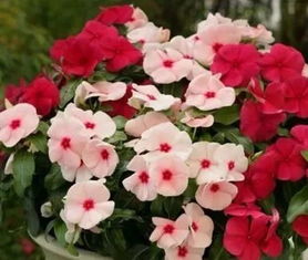 长春花生长周期及全年开花特性，畜牧养殖必备知识