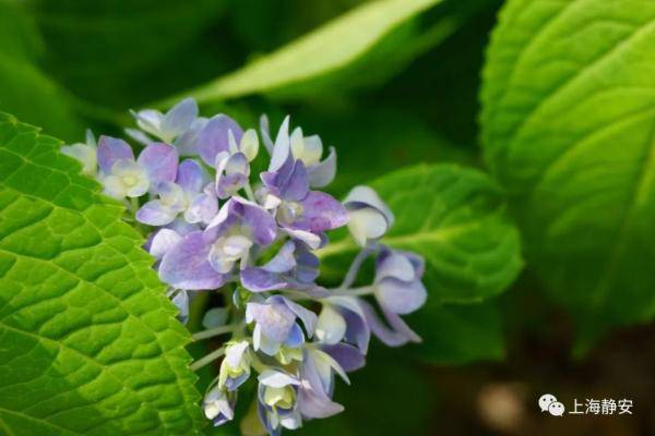 揭秘：玉米花的四季绽放，哪个季节最迷人？