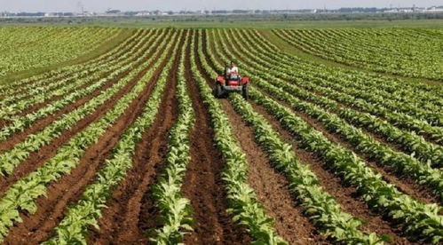 黑土的宝贝：粮食作物篇