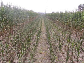 陕西省农药厂名录