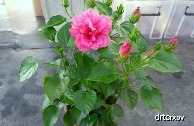 扶桑牡丹开花之谜