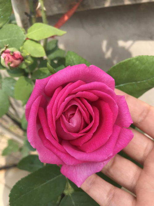 月季花友必堪，季节变化与月季花养护