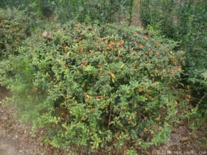 火棘苗种植小技巧，避免病虫害，成活率高！