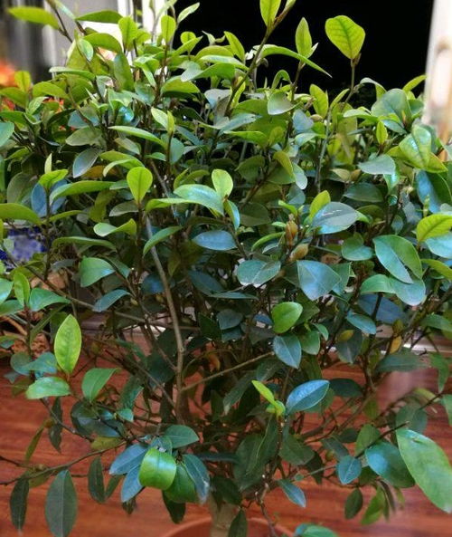 吊兰是花期长且适合室内养护的花卉之一