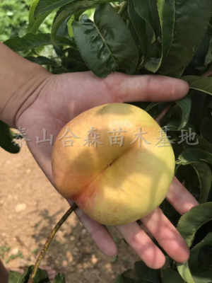 黄桃盛果期年限揭秘，爆款花卉种植指南