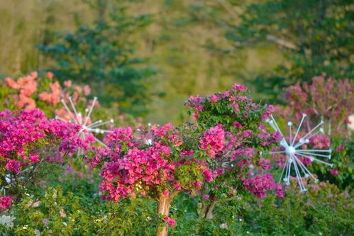 三角梅的别名与形态