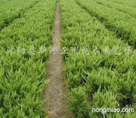 龙柏：绿意盎然中的盘龙舞动