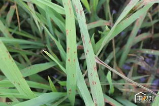 在花生各生育期皆可发生