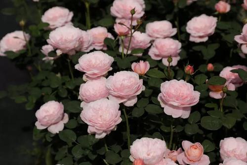 灰姑娘月季：美丽灰姑娘的神奇魅力