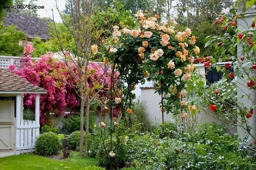 庭院中的风车茉莉