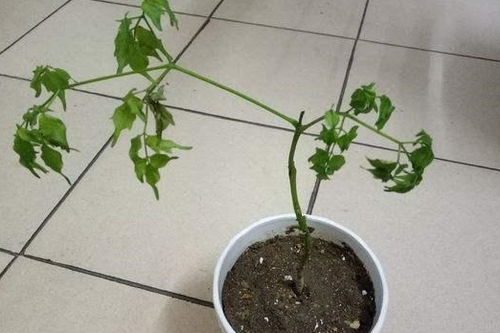 土层厚度，得有够深