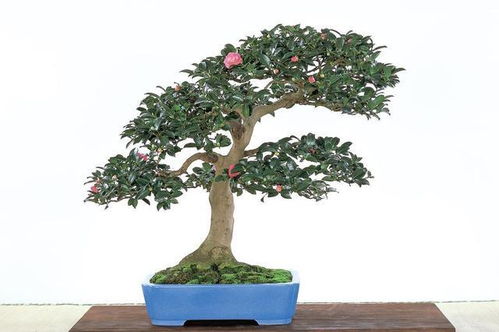 茶花如何修剪？如何打造独特盆景造型