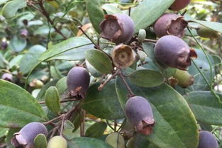 春季播种， 每月初一开罐透气