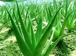 百香果只开花不后来啊的原因