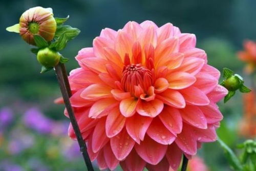 阳光下的花卉，何时可依摆脱遮阳网？