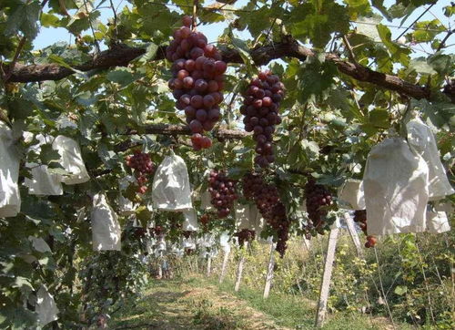 先来说说葡萄套袋的必要性