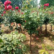 树状月季的奇妙之旅