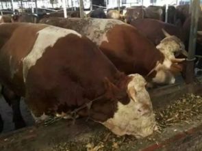 牛后期喂豆粕需要用开水泡吗？这样处理对提高饲料利用率有帮助吗？