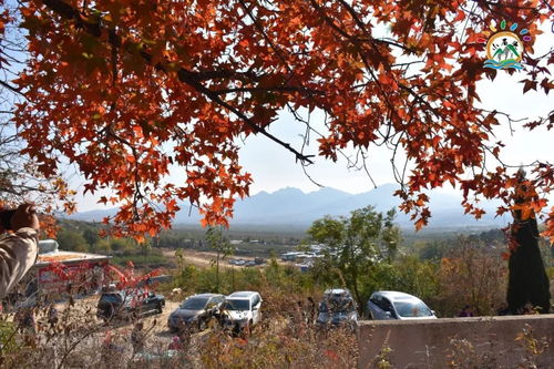 河对面的麦苗与垂柳的问候