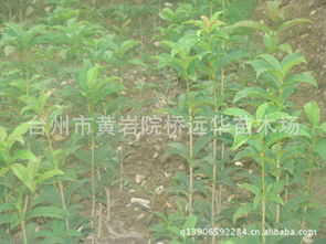 桂花树苗如何培育才能保证成活率高