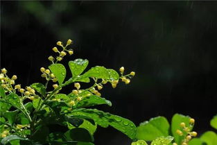米兰花土壤：腐叶土+园土+沙