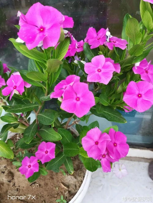 四季海棠：花开四季， 虫子不来