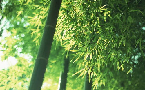 竹叶变黄之谜，为何提前掉落